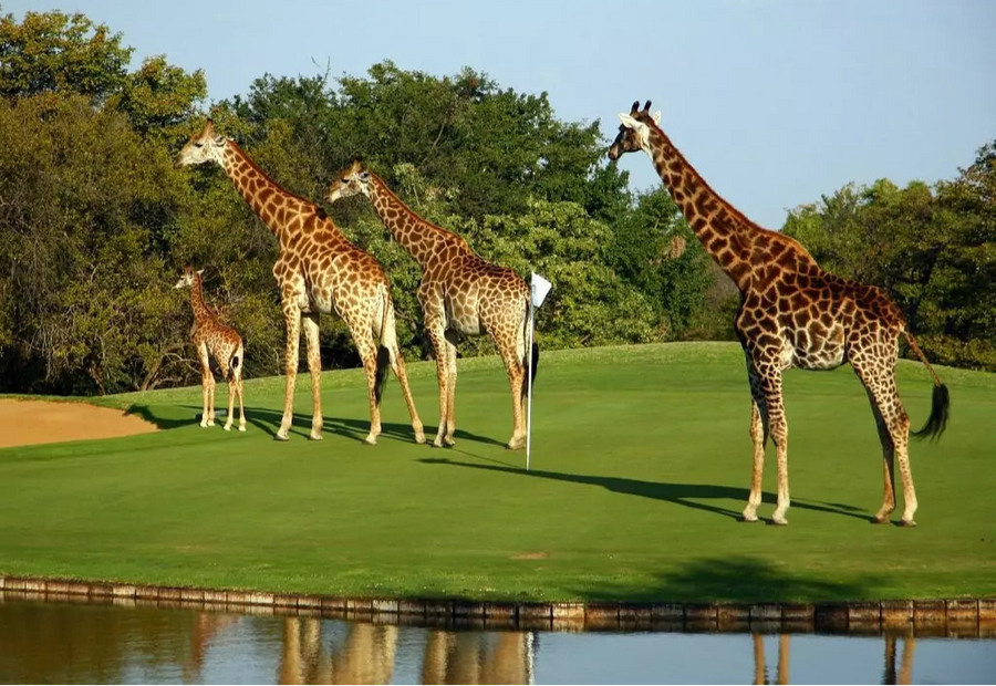 Safari & Championship Greens: An Epic Kruger Golf Expedition