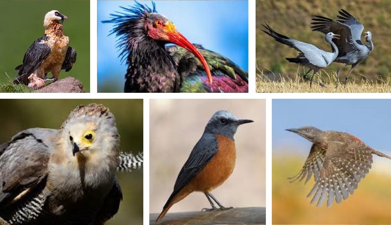 Birdwatch and Hike in Moolmanshoek Nature Reserve