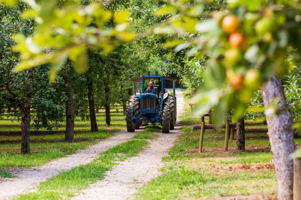 Stay on a Working Cider Farm: Ross-on-Wye Valley + Snowdonia