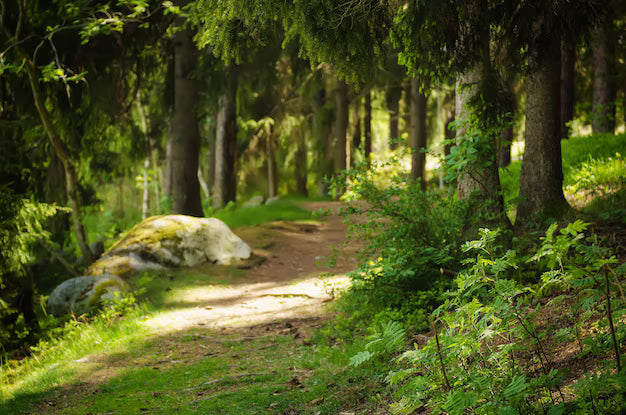 Lakes, Forests & Freedom: Sweden’s Great Family Campervan Escape