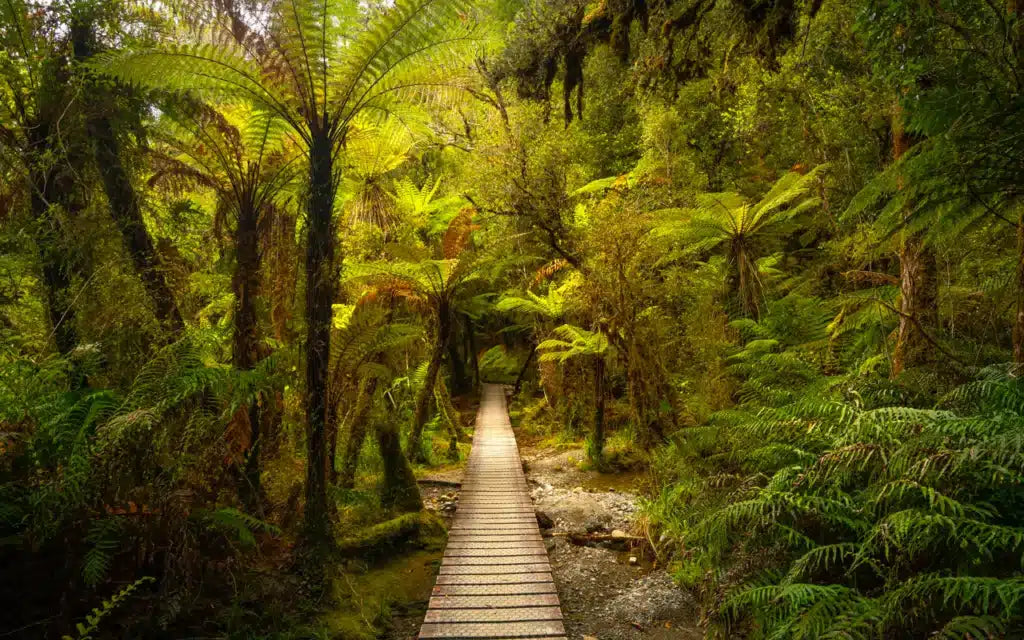 Lake Matheson Mirror Walk