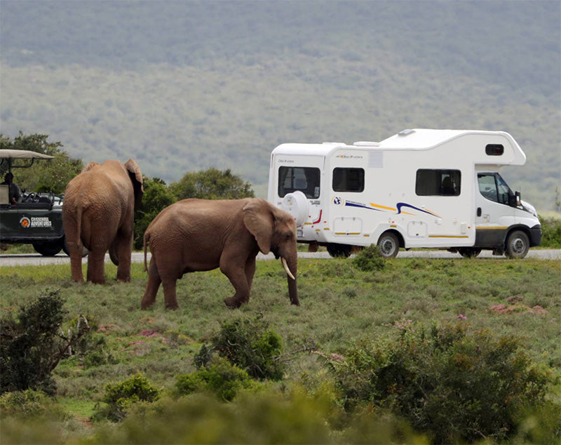 🏁 Addo Elephant Trail Race + Run Garden Route (19th Mar '26)