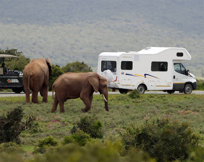 🏁 Addo Elephant Trail Race + Run Garden Route (19th Mar '26)