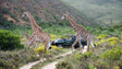 De ultieme golfcamper-roadtrip van de Garden Route
