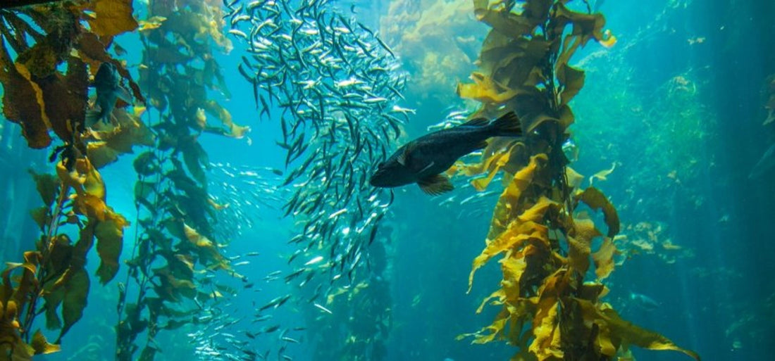 Snorkel through Cape Town’s golden kelp forests