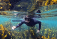 Snorkel through Cape Town’s golden kelp forests