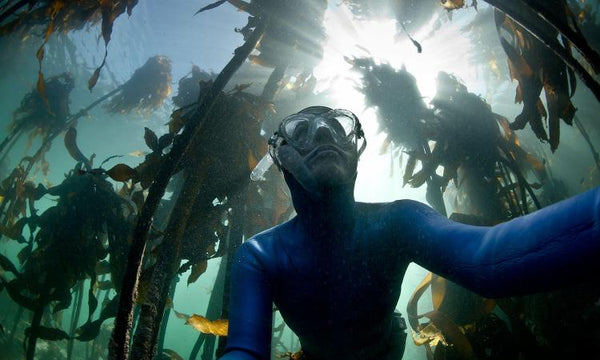 Snorkel through Cape Town’s golden kelp forests