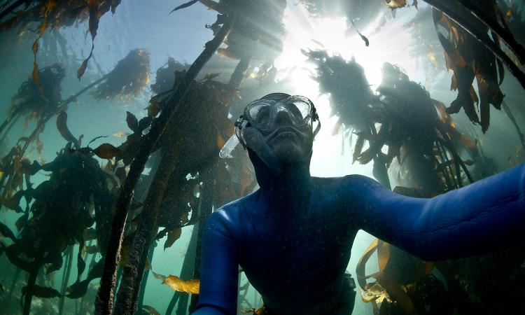 Snorkel through Cape Town’s golden kelp forests