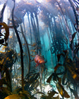 Snorkel through Cape Town’s golden kelp forests