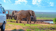 Spot de ‘Big 5’ vanaf je lunchtafel tijdens je self-drive door Addo Elephant Park