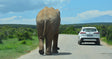 Spot de ‘Big 5’ vanaf je lunchtafel tijdens je self-drive door Addo Elephant Park