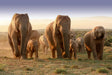 Spot de ‘Big 5’ vanaf je lunchtafel tijdens je self-drive door Addo Elephant Park
