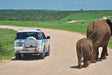 Spot de ‘Big 5’ vanaf je lunchtafel tijdens je self-drive door Addo Elephant Park