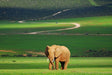 Spot de ‘Big 5’ vanaf je lunchtafel tijdens je self-drive door Addo Elephant Park
