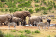 Spot de ‘Big 5’ vanaf je lunchtafel tijdens je self-drive door Addo Elephant Park