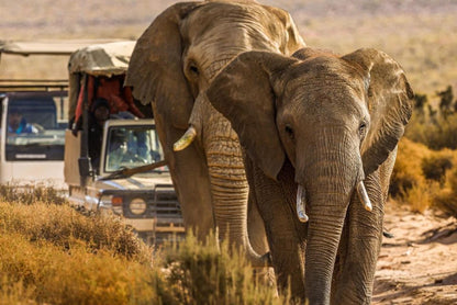 bigfivesafariexperience 8d735ee9 5766 48fd 837c c1c39d2f78a1 – Addo Elephant Park campervan safari