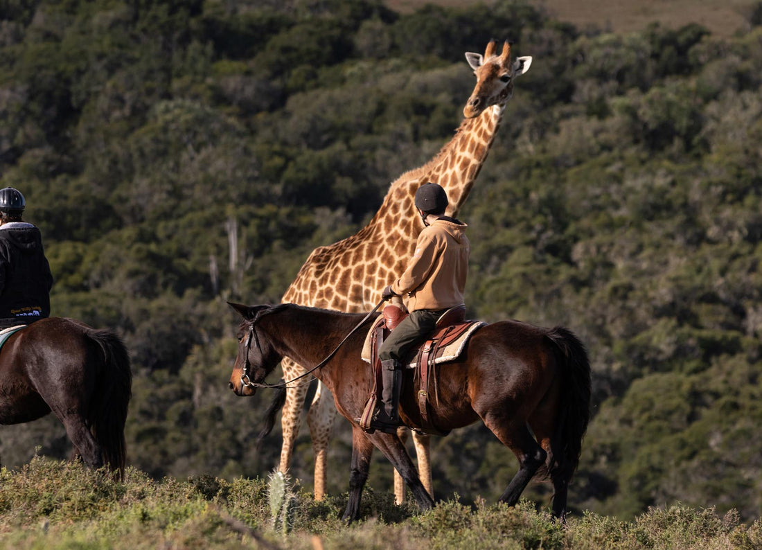 Rijd te paard door het Amakhala-reservaat