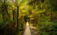 New Zealand South Island: Stars, Suspension Bridges & Scenery