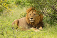 Speel op de ‘Wildste golfbanen ter wereld’ – Kruger National Park