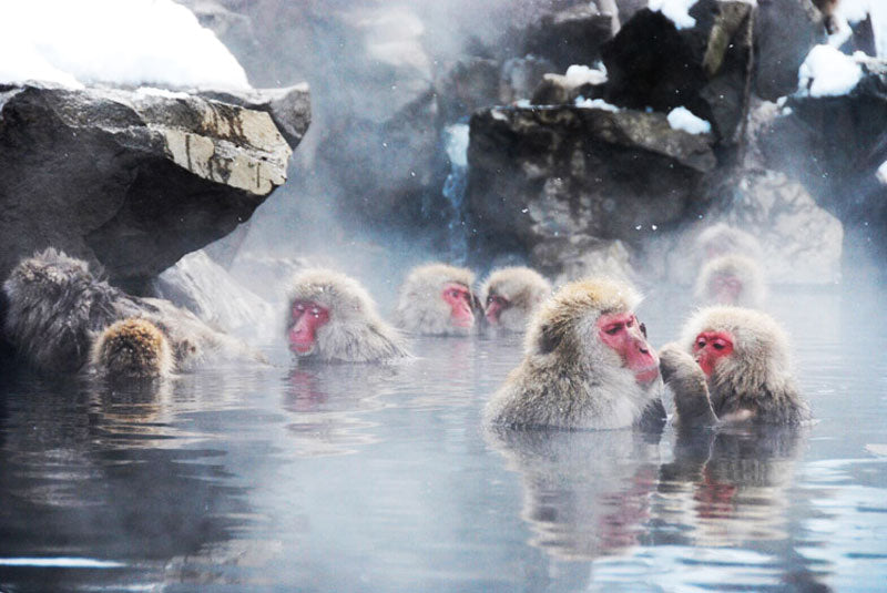 Japan Family Explorer: Honshu Ski & Culture Tour