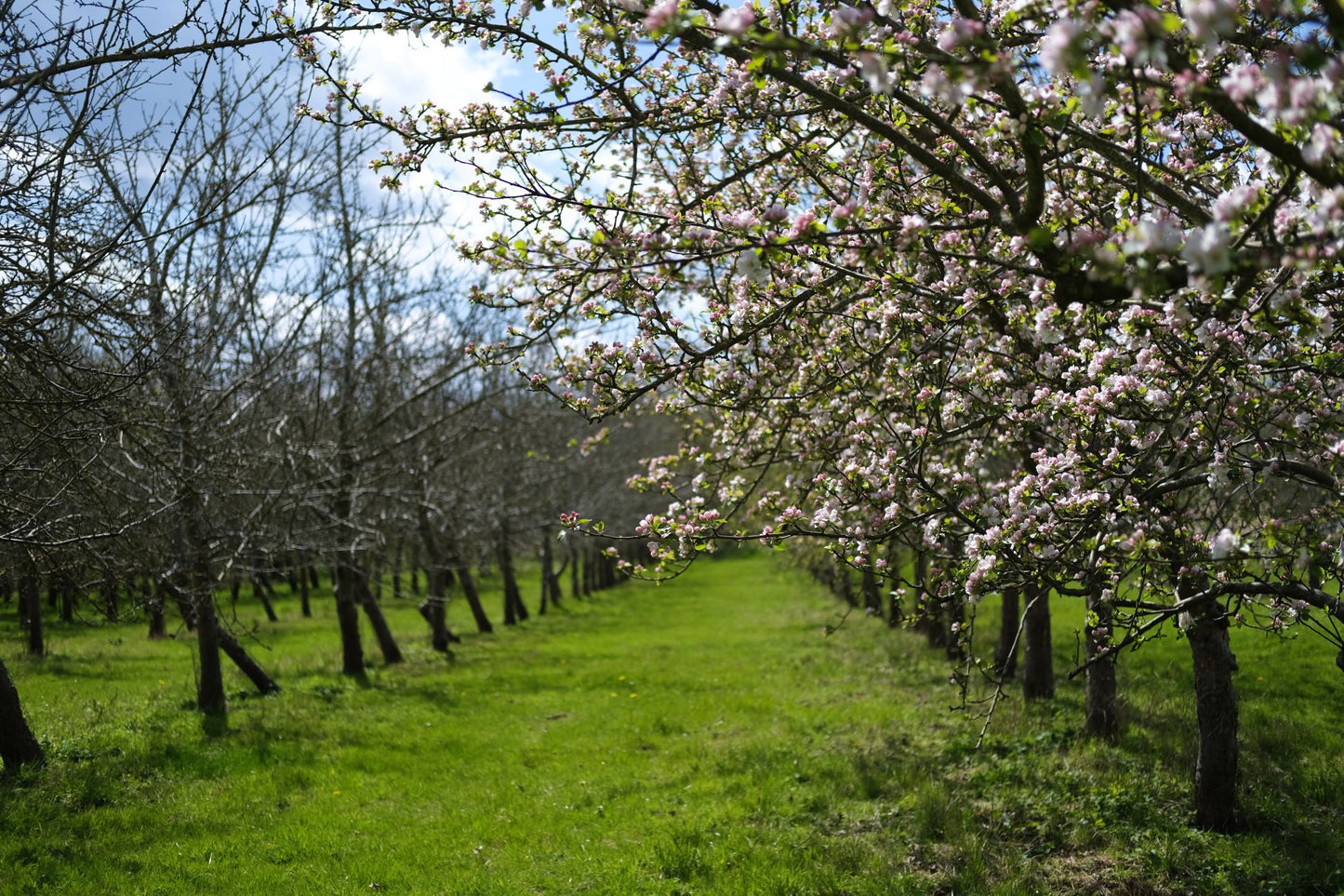 Verblijf op een werkende ciderboerderij: Wye Valley and Snowdonia