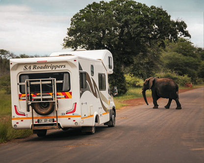 🏁 Addo Elephant Trail Race + Run Garden Route (19th Mar '26)