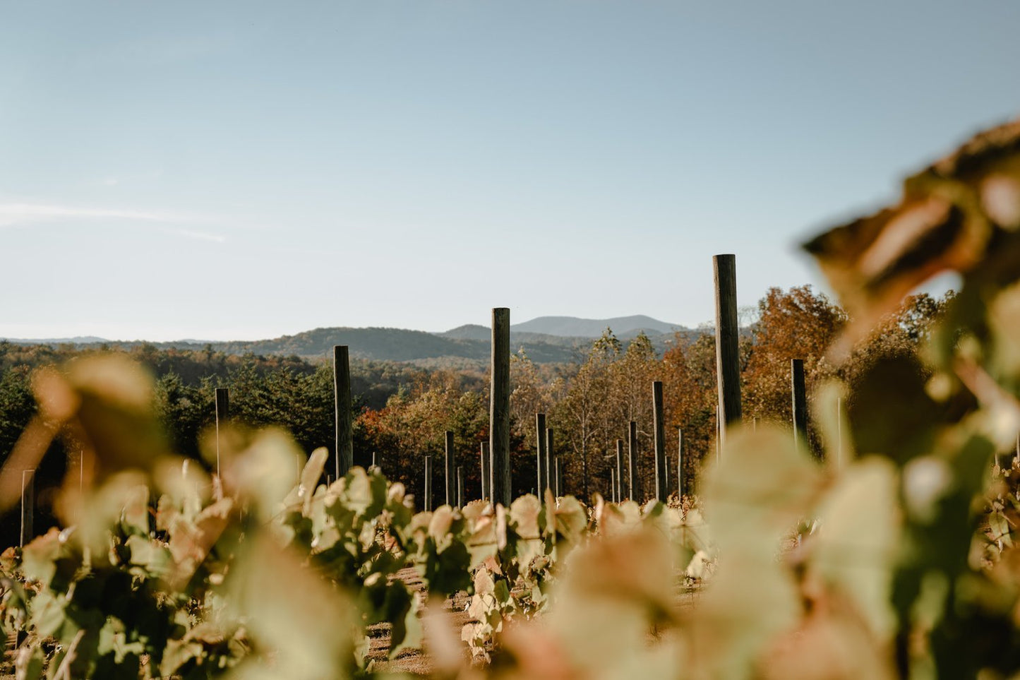 Blue Ridge Balloon & Vineyard Escape: schilderachtig avontuur in Noord-Carolina en Virginia