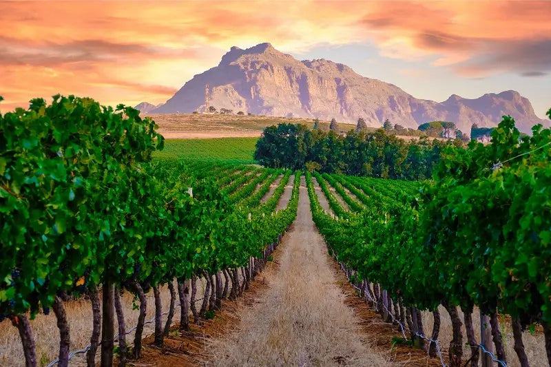 Winelands, Table Mountain & Hermanus Running Loop