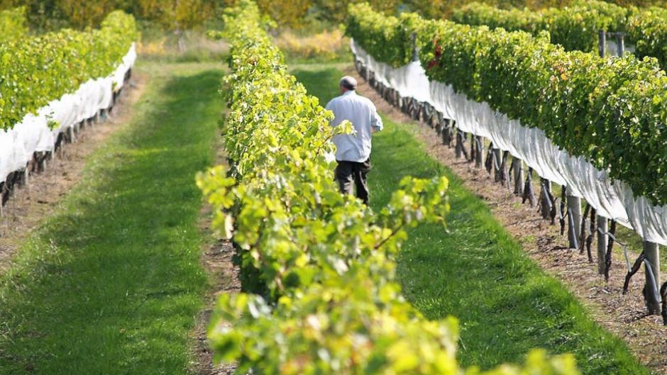 Cape Kidnappers, Vineyards & Hot Springs