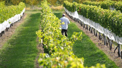 Cape Kidnappers, Vineyards & Hot Springs